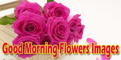 Good Morning Flowers Images