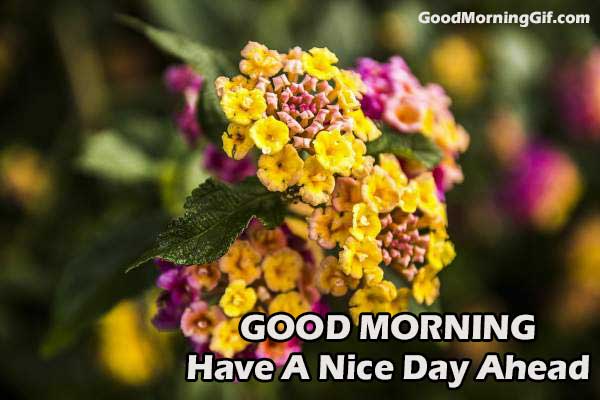 Good Morning Have a Nice Day