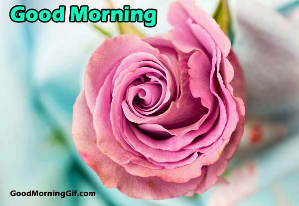 Good Morning Image with Pink Flower