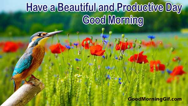 Good Morning Flower Images Good Morning Sms By Raju Singh