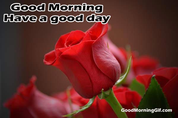 Good Morning Romantic Rose