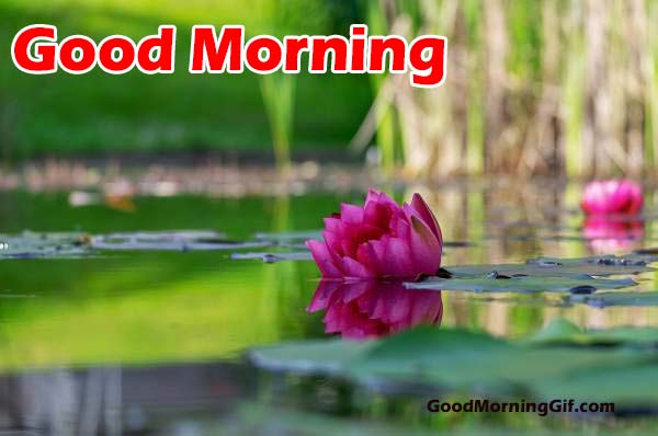 Good Morning Wishes With Flowers Images