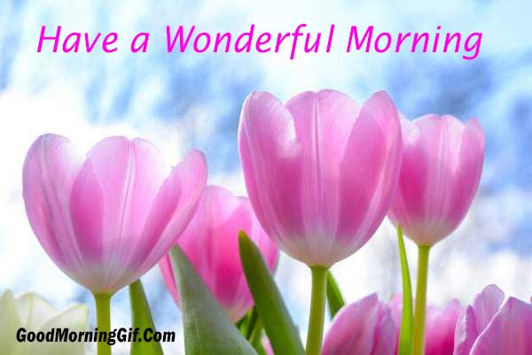 Have a Wonderful Morning