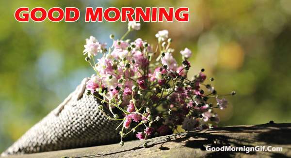 Latest Good Morning Images with Flowers