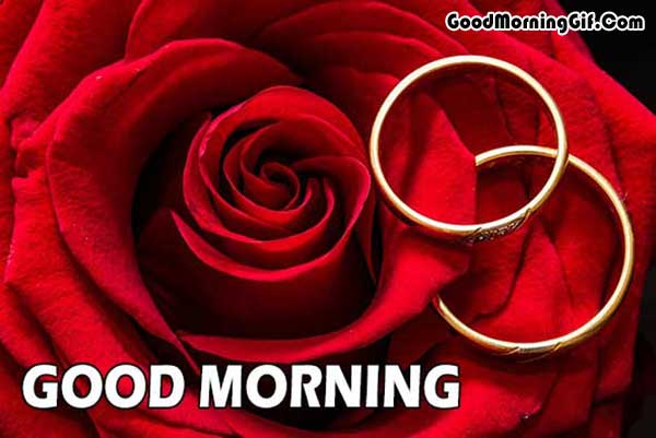 Red Rose Good Morning Photo