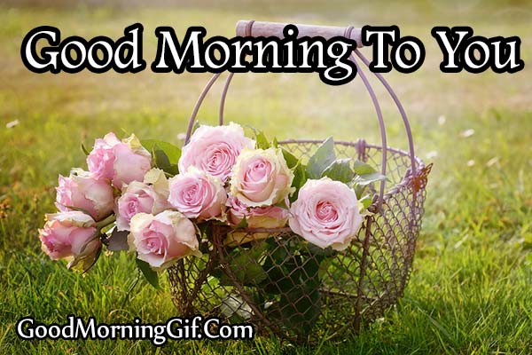 Good Morning Rose Flowers