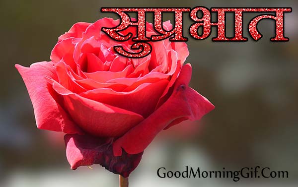 Good Morning With Red Rose