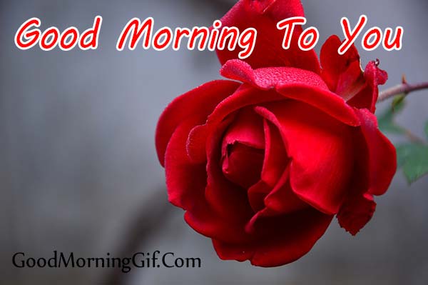 Red Rose Good Morning